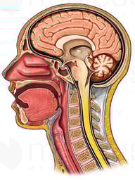 Cut-away View of Head