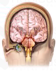 Coronal Ear and Brain Anatomy