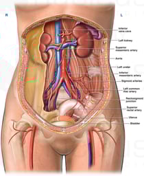 Female Abdomen and Pelvis