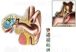 Anatomy of the Ear