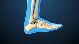 Ankle Bones in Dorsiflexion