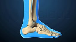 Lateral View of Foot and Ankle Bones