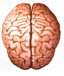 Brain, Superior View
