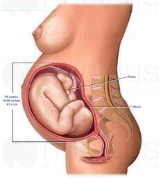 36-38 Week Old Fetus in Utero