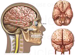 Vasculature of the Brain