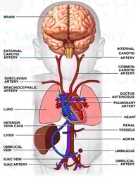 Fetal Circulation