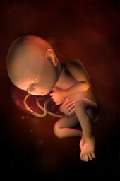 Week 32 in Fetal Development