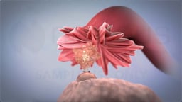 What Does Ovulation Look Like?