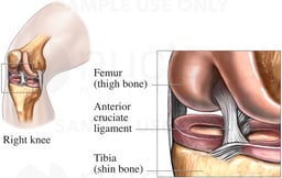 Anatomy of the Anterior Cruciate Ligament