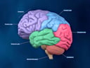 Left Lateral view of the Brain ( color coded lobes and labels)