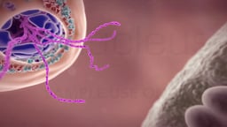 Influenza Virus Particle Releasing Genetic Material into Host Cell