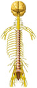 Brain with Spinal Cord and Peripheral Nerves, Anterior View