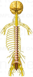 Brain with Spinal Cord and Peripheral Nerves, Anterior View