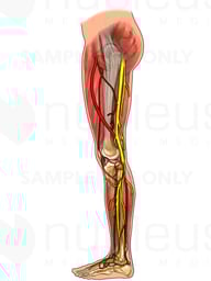 Nerves and Arteries of the Thigh and Lower Leg, Lateral View