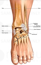Anterior View of Normal Ankle Joints