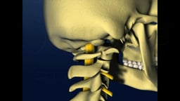 Neck Movement - Rotation