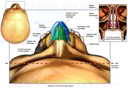 Anatomy of the Nasal Region