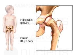 Child Hip Anatomy