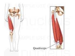 The Quadriceps Muscles