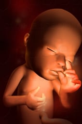 Week 15 in Fetal Development - Sucking Thumb