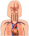 Arteries of the Brain