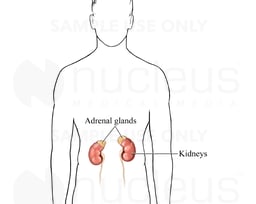 Adrenal Glands