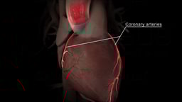 Heart Anatomy Highlighting Coronary Arteries