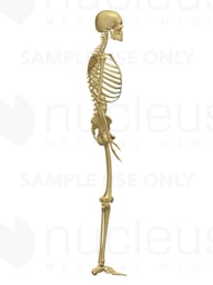 Lateral Skeleton (Skeletal System) - 3D