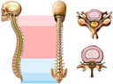 Anatomy of the Vertebral Column with Typical Cervical and Lumbar Vertebrae