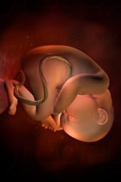 Week 35 in Fetal Development