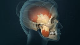 Mastication Muscles and TMJ Anatomy