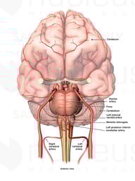 Blood Supply to the Brain