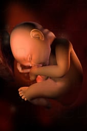 Week 33 in Fetal Development