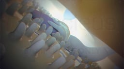 Egg Coverings: the Corona Radiata and Zona Pellucida 