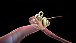 Anatomy of Middle and Inner Ear Structures