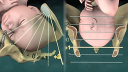Birth Stations of Presentation: 1/3 System (Front and Side Views)