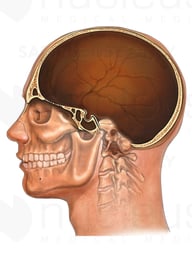 Head with Cut-away Skull, Lateral View