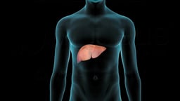 Anatomical Position of the Liver in the Body