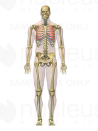 3D Male: Respiratory and Skeletal System