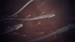 Barriers to Sperm During Fertilization