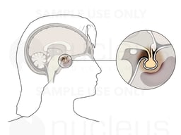 Pituitary Gland