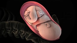 Active and Passive Uterus Segments