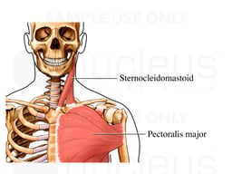 Superficial Muscles of the Shoulder: Anterior