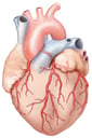 Heart with Coronary Arteries