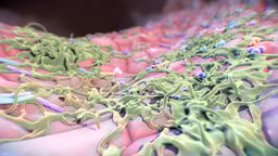 Vaginal Yeast Infection