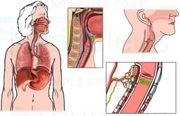 Anatomy of the Larynx and Vocal Cords
