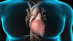 Heart and Vascular System Anatomy