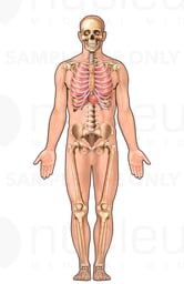 Anterior Male Skeletal and Thoracic Figure for Injury Location