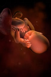 Week 34 in Fetal Development