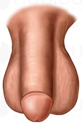 Penis